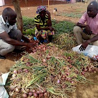 Livelihood Restoration Programs - Onion Harvesting